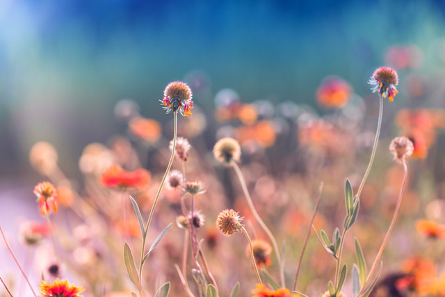 我每天每天都在想你 只是你不知道