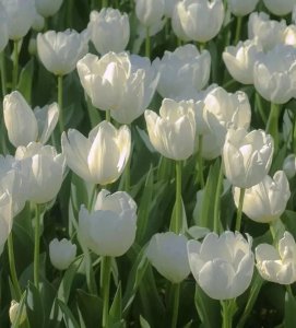 描写郁金香的优美句子（有关郁金香的小众文案）