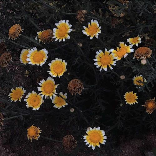 母校十年校庆祝福语