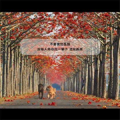 情侣留言板浪漫寄语