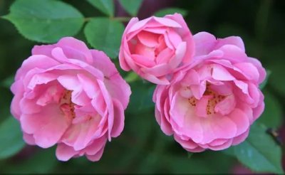 ​一家三口共享天伦之乐的祝福语（20句赞美天伦之乐的句子）