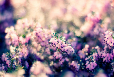 ​66岁生日祝福贺词