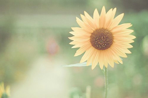 九九九九祝福语999久久久(29句)