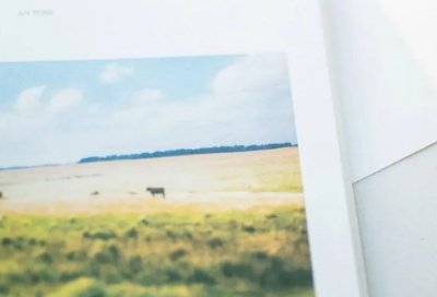 ​赞美牡丹花的诗句古诗大全57句精选