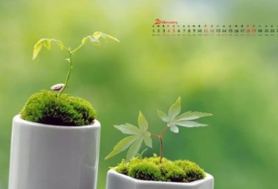 ​描写雪的现代诗优选好句48句