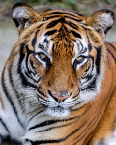 儿童经典谜语集，图文并茂，激发宝宝想象力