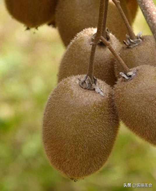 猕猴桃快速去皮小妙招,一般人都不知道