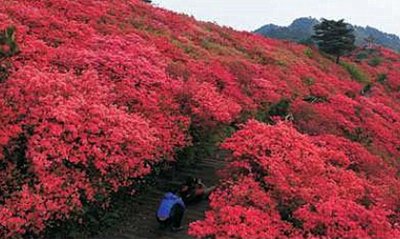 ​首届“湖北避暑旅游目的地”候选单位——麻城龟峰山