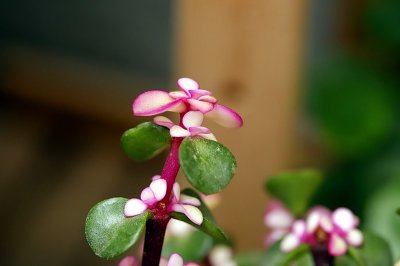 ​皮实好养、好看耐看的“金枝玉叶”，十分适合居家盆栽养护