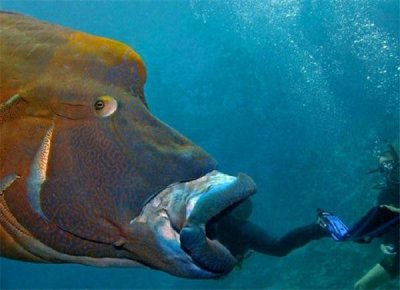 ​潜水员深海遭苏眉鱼大吞活人惊呆众人，让网友直呼不可思议