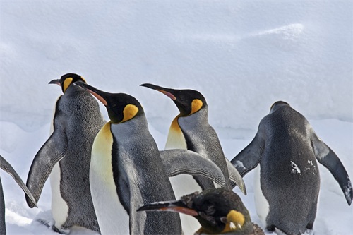 图集：分享一组可爱的企鹅壁纸，赶快收藏吧