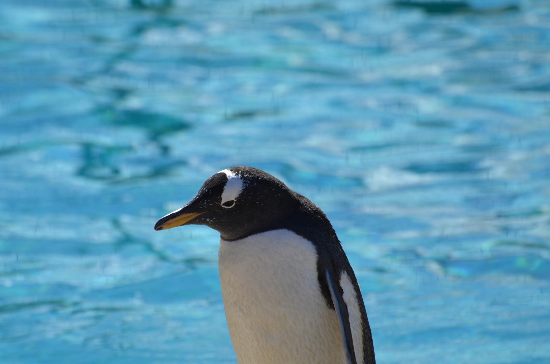 图集：分享一组可爱的企鹅壁纸，赶快收藏吧