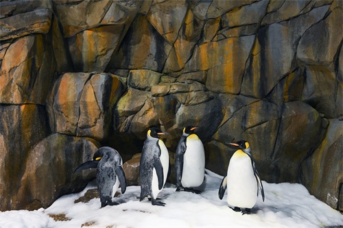 图集：分享一组可爱的企鹅壁纸，赶快收藏吧