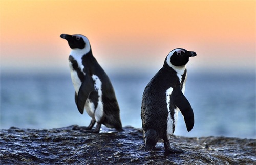 图集：分享一组可爱的企鹅壁纸，赶快收藏吧