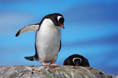 图集：分享一组可爱的企鹅壁纸，赶快收藏吧