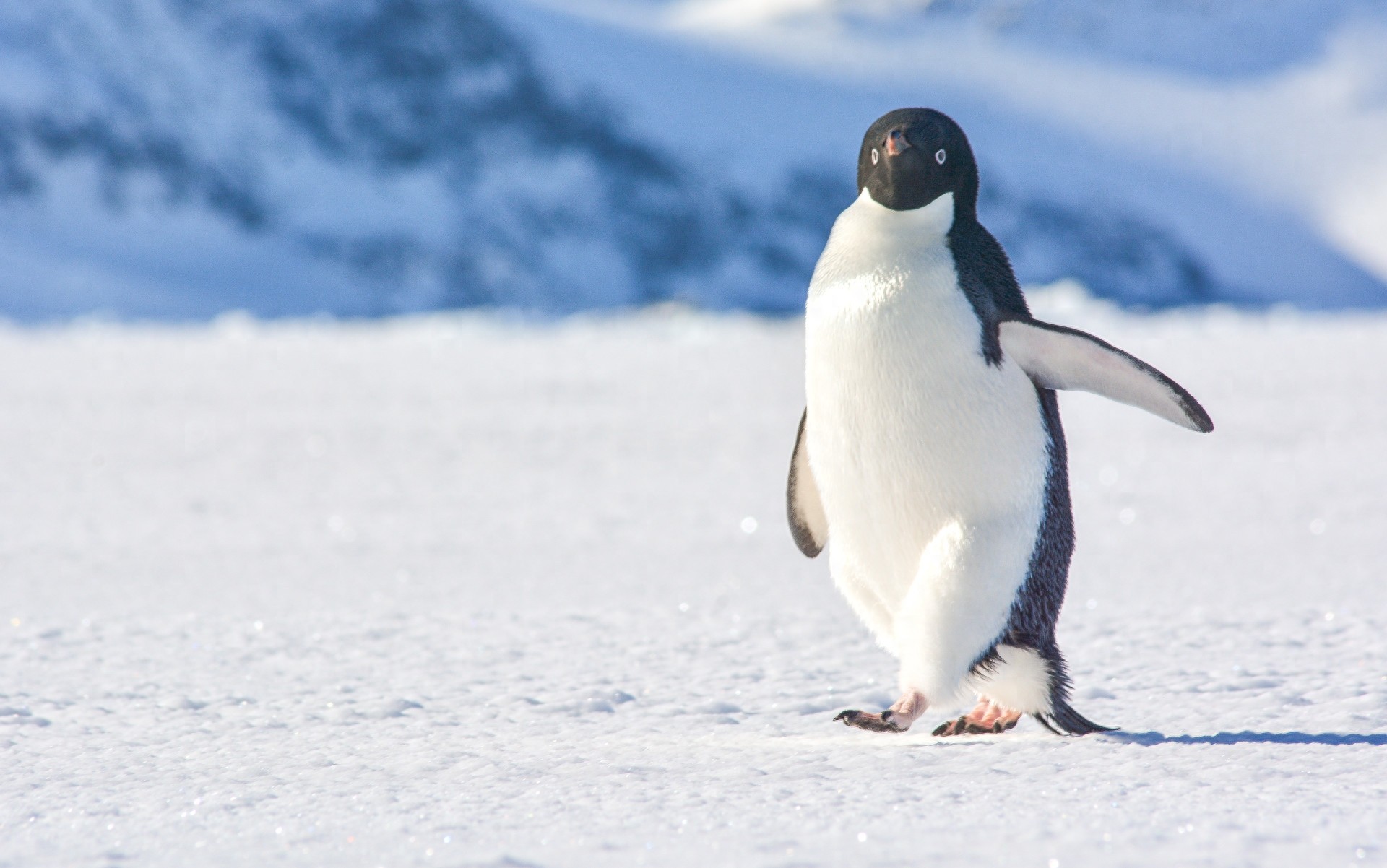 图集：分享一组可爱的企鹅壁纸，赶快收藏吧