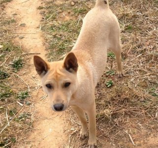 ​中国本土猛犬，个个都不输美国比特犬