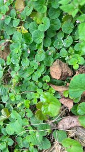 ​铜锤玉带草，老人称“风湿草”，人称万能解毒王，现在太少见了