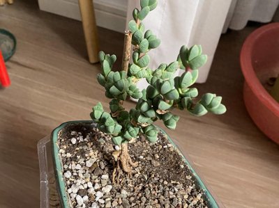 ​初步尝试给鹿角海棠提根，这算是成功了吧，颜值就是不一样，精致