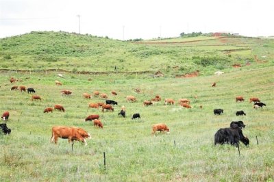 ​肉牛养殖如何“牛”起来