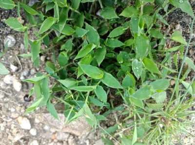 ​农村常见的“荩草”，为啥这么多人喜欢它？到底有啥珍贵？