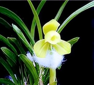 ​1992年贵州农民种出新品种兰花，他花1万元买下，后来怎么样了