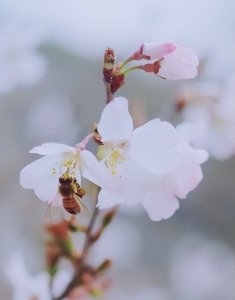 ​中国人名字的艺术传承：魅力源自丰富的寓意和创造力