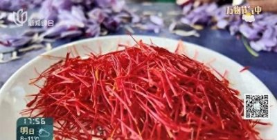 ​上海藏红花大揭秘：500元一克的秘密究竟是啥？