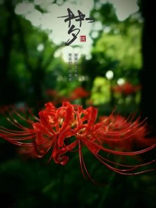 ​曼珠沙华｜彼岸花系列壁纸