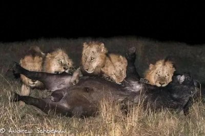 ​南非十大雄狮联盟