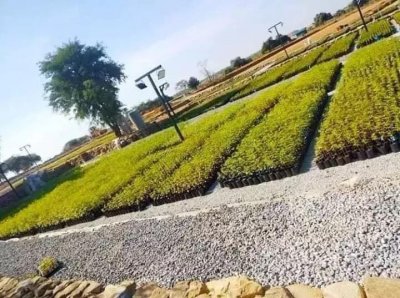 ​缅甸瓦城工业花园内竟公然种着大麻？专家将前往检查