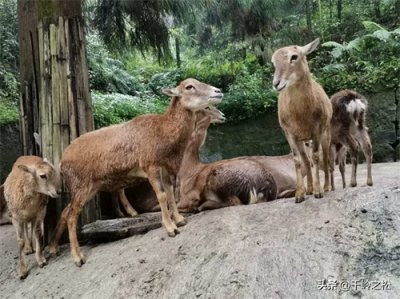 ​金秋十月游四川雅安碧峰峡景区之“野生动物世界”