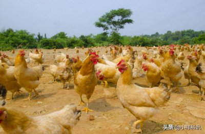 ​美国专家：中国人的智慧是无穷的，用几千只鸡解决了世界性难题