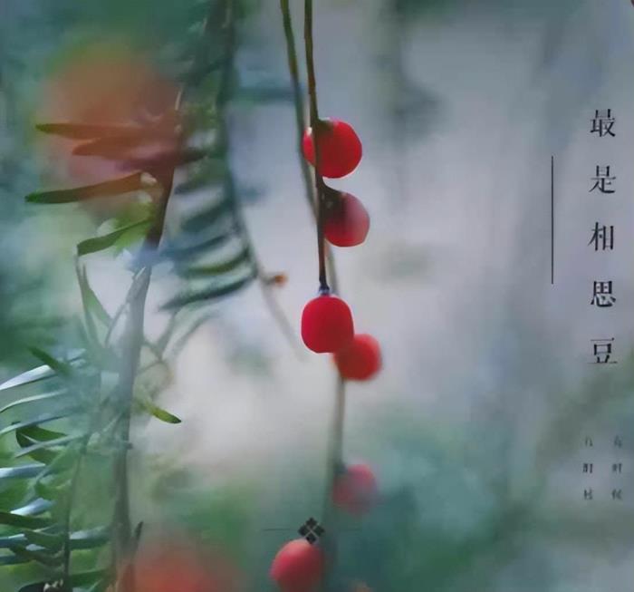 把老婆伤透了心怎么挽救的话(为情伤透了心)