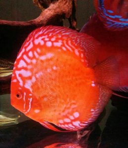 ​新鱼入缸前如何处理