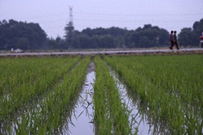 ​杂交水稻算不算转基因