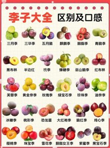​最全李子品种大全种类区别与口感