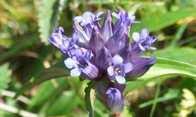 ​秦艽的“艽”怎么读？