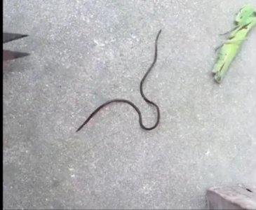 ​原来螳螂肚子里会有铁线虫