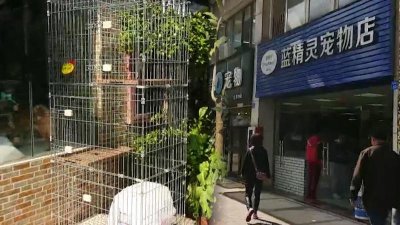 ​深圳一临街铺24间是宠物店，犬吠不断环境堪忧，楼上居民忍不了