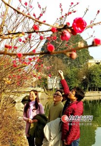 ​桂林桃花江两岸两万株桃花竞相开放