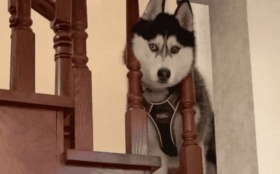 ​狗狗吐白色粘液，这几招不要太好用