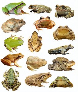 ​中国十大名蛙，你小时候都见过吗？