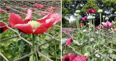 ​介于罂粟与虞美人之间的物种--冰岛罂粟（野罂粟）