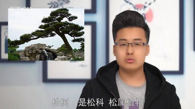 ​松柏象征什么精神 松有什么象征意义