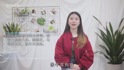 ​琼花玉枝的寓意 琼花的含义是什么