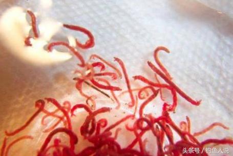钓鱼有必要用红虫吗（钓鱼红虫有毒吗）(2)