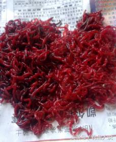 钓鱼有必要用红虫吗（钓鱼红虫有毒吗）(1)