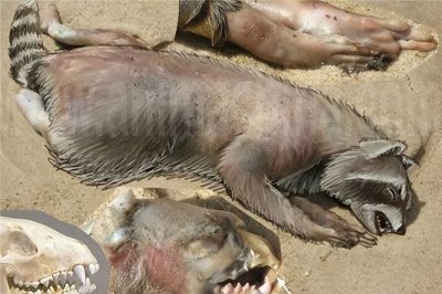 ​蒙淘克怪兽的传说：一个神秘生物的故事