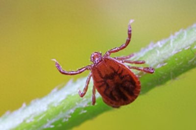 ​蜈蚣是蜱虫唯一的天敌吗？蜱虫的天敌有哪些？